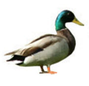 folar-duck